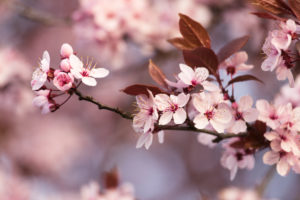 Blood plum in full bloom, Prunus cerasifera, red-leaved cherry plum Blood plum in full bloom, Prunus cerasifera, red-leaved cherry plum